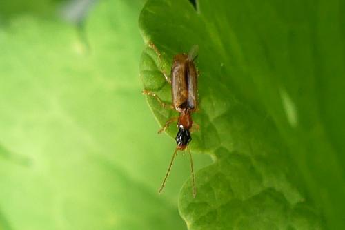 Réf. 269 746 : Demetrias atricapillus